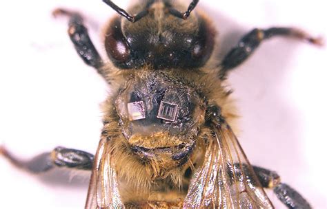 rfid bee tracking|automated bee counting techniques.